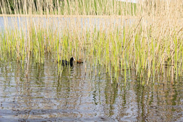 Eurasian Coot_001LEND
