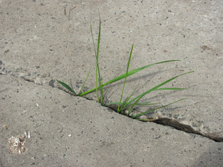 grass growing in a crack in asphalt