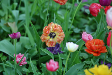Obraz premium Colorful bright tulips blossom in early spring