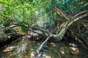 西表島のジャングル