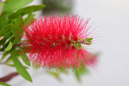 Callistemon auf kreta