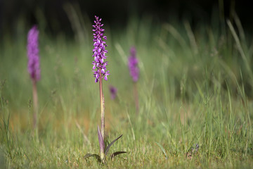 Western european wild purple magenta Orchid flower