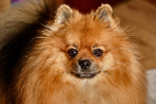 Portrait of a dog - German pedigree adult spitz