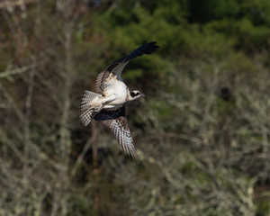 Osprey