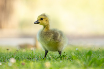 Adorable yellow baby Canada goose walking in grass