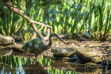 Great Blue Heron bird watching for fish in a pond