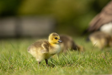 Baby Canada goose in the grass