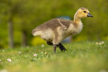 Small Canada Goose walking in the grass