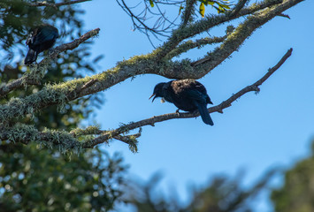Tui on branch singing
