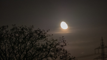 moon over a tree