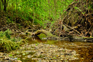 Stream in cloudy weather in the forest