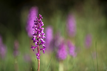Western european wild purple magenta Orchid flower