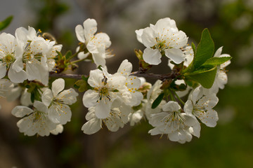 Cherry blossoms. White flowers of fruit tree.