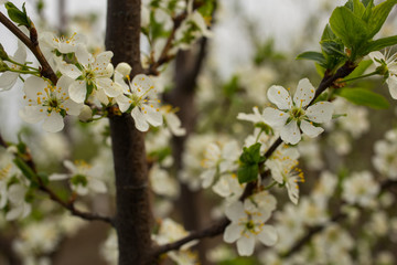 Cherry blossoms. White flowers of fruit tree.