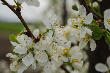 Cherry blossoms. White flowers of fruit tree.