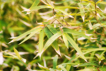 close-up of bamboo