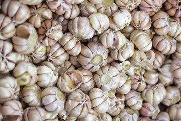 garlic view from the top