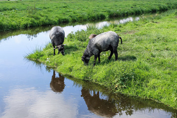 Sheep and farm in Nederland - Zaanse Schans