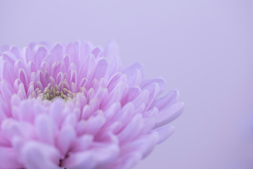 Close Up of Chrysanthemum