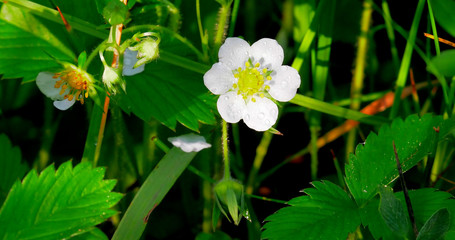 White flowers of wild strawberries in a forest glade close-up shot.