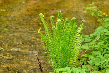 Young fern in the spring forest in the afternoon
