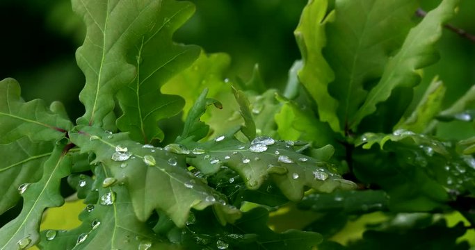 The leaves of a young oak tree with dew drops shot macro.
