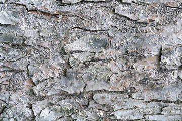 Texture of tree bark treated with white insect paint.