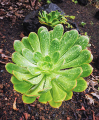 Top view of a wet green Aeonium Succulent with drops