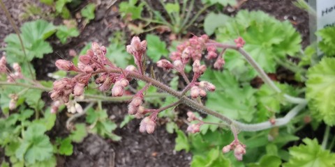 Blumen