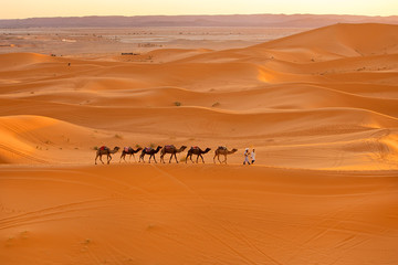 Fototapeta na wymiar Camel caravan in Sahara Africa 