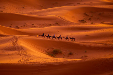 Fototapeta na wymiar Camels in the Sahara Desert at sunset 