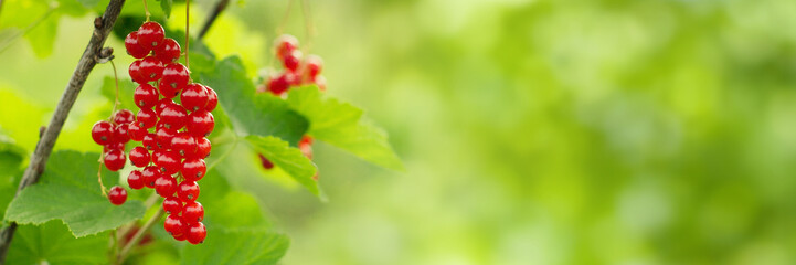 Summerl Web banner with Branch of red currant berry