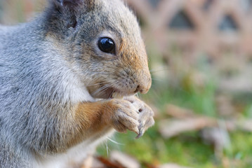Naklejka na ściany i meble Red squirrel, Sciurus vulgaris, eating peanuts.