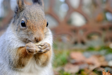 Red squirrel, Sciurus vulgaris, eating peanuts.
