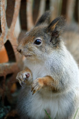 Naklejka na ściany i meble Red squirrel, Sciurus vulgaris, eating peanuts.