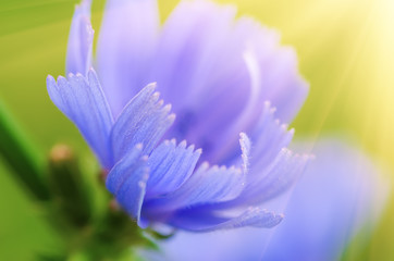 Obraz na płótnie Canvas Chicory flower in nature