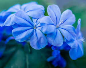 Close-up of Blue-violet Hydrangea blossoms