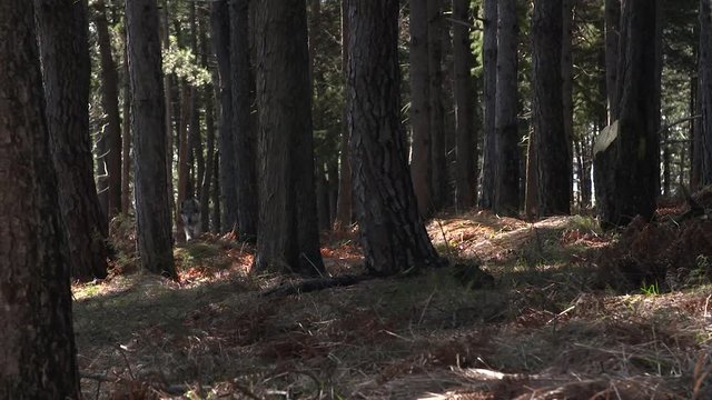 Wolf runs to the camera through the forest. Slow motion at a rate of 180 fps