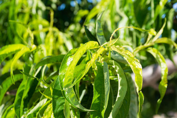 bush with young leaves on the plantation