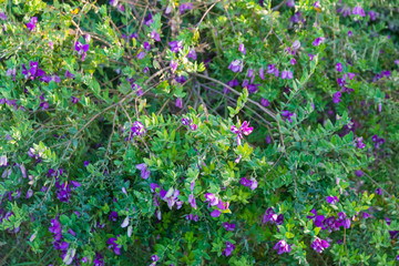bushes with small purple flowers