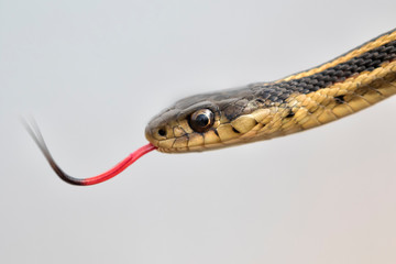 Common garter snake (Thamnophis sirtalis) with tongue out, Iowa, USA