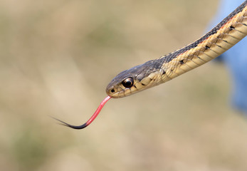 Common garter snake (Thamnophis sirtalis) close up, Iowa, USA