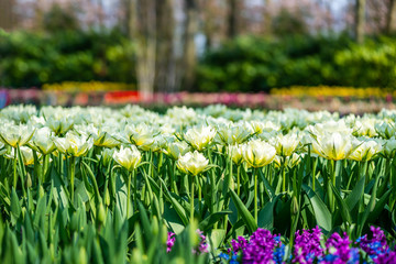 One of the world's largest flower gardens in Lisse, the Netherlands, called Keukenhof. Close up of blooming flowerbeds of tulips, hyacinths, narcissus