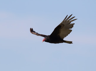 Turkey vulture in the blue sky