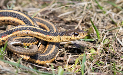 Common garter snake (Thamnophis sirtalis) , Iowa, USA