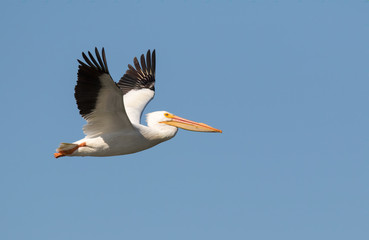 American White Pelican flying in blue sky.