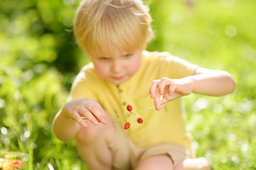 Little child picking sweet wild strawberry in domestic garden.