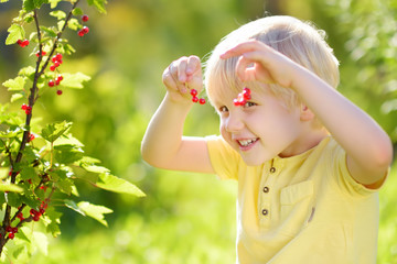 Little boy picking red currants in a domestic garden on sunny day. Outdoors activities and fun for...