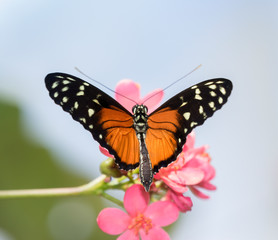 Tiger longwing butterfly (Heliconius hecale) on the flowers