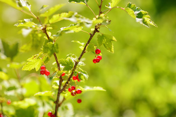 Red currant bush with ripe berries at sunny garden